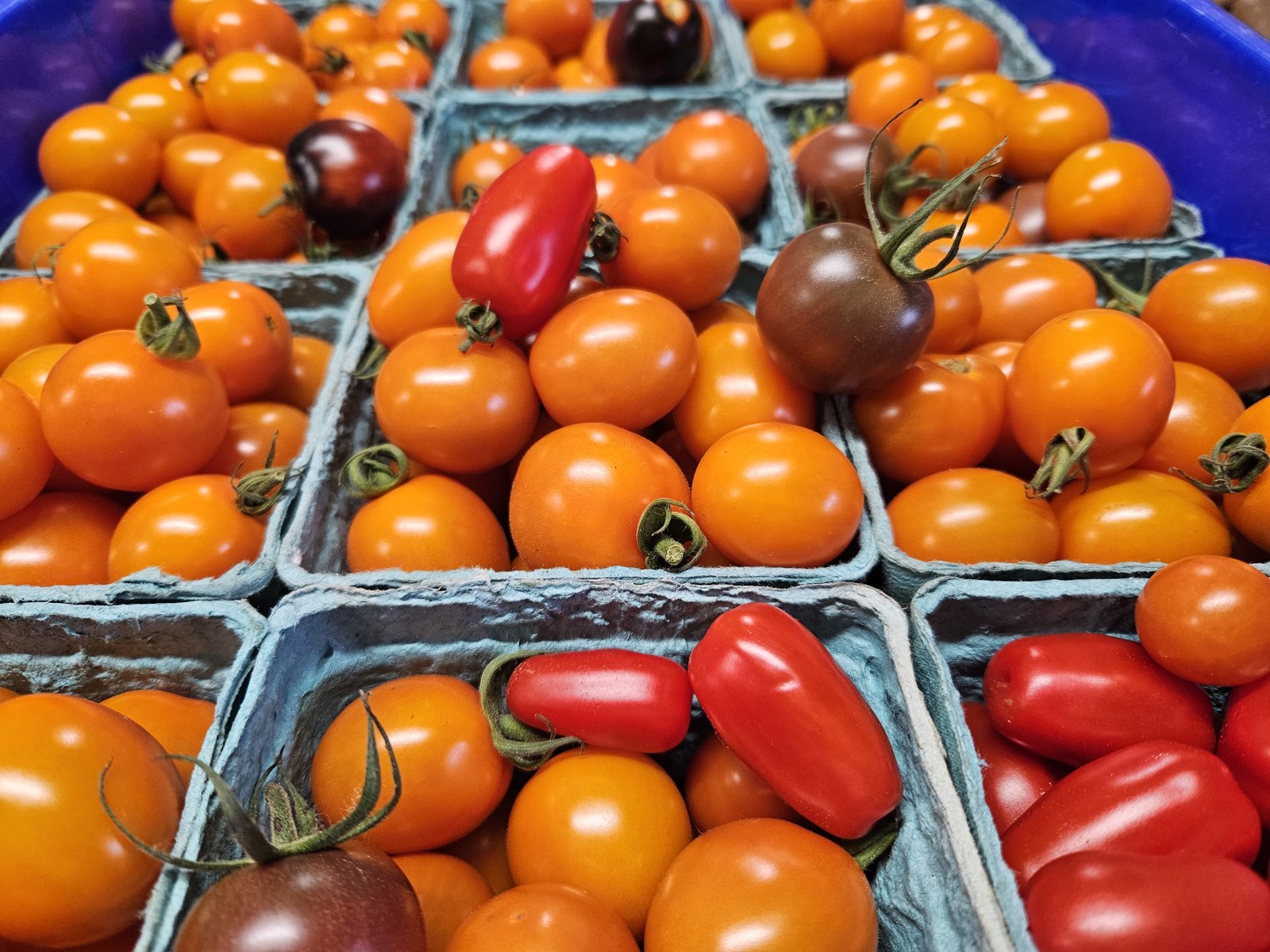 Color from the garden
