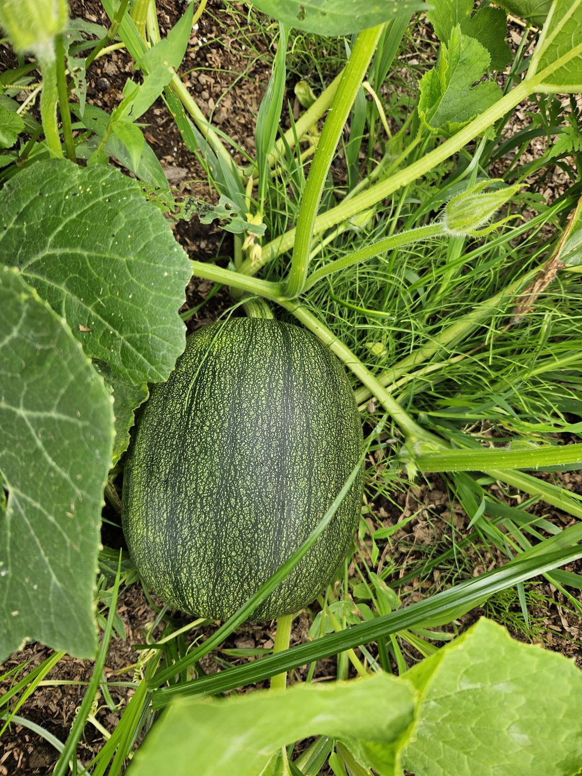 Growing ingredients