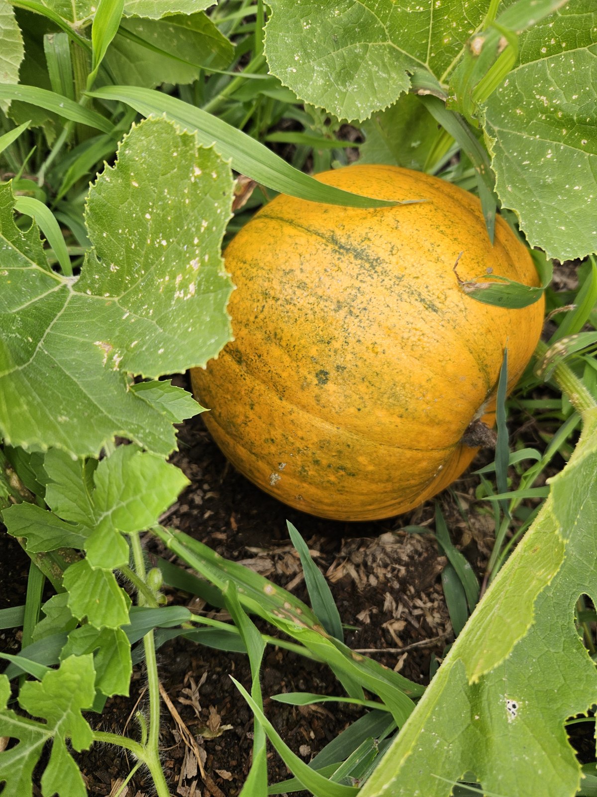 Seasonal squash