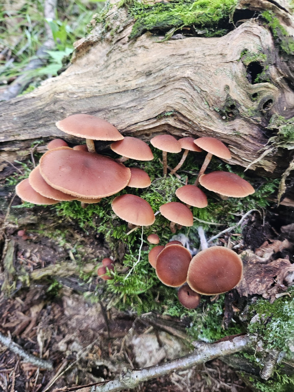 A find in the woods